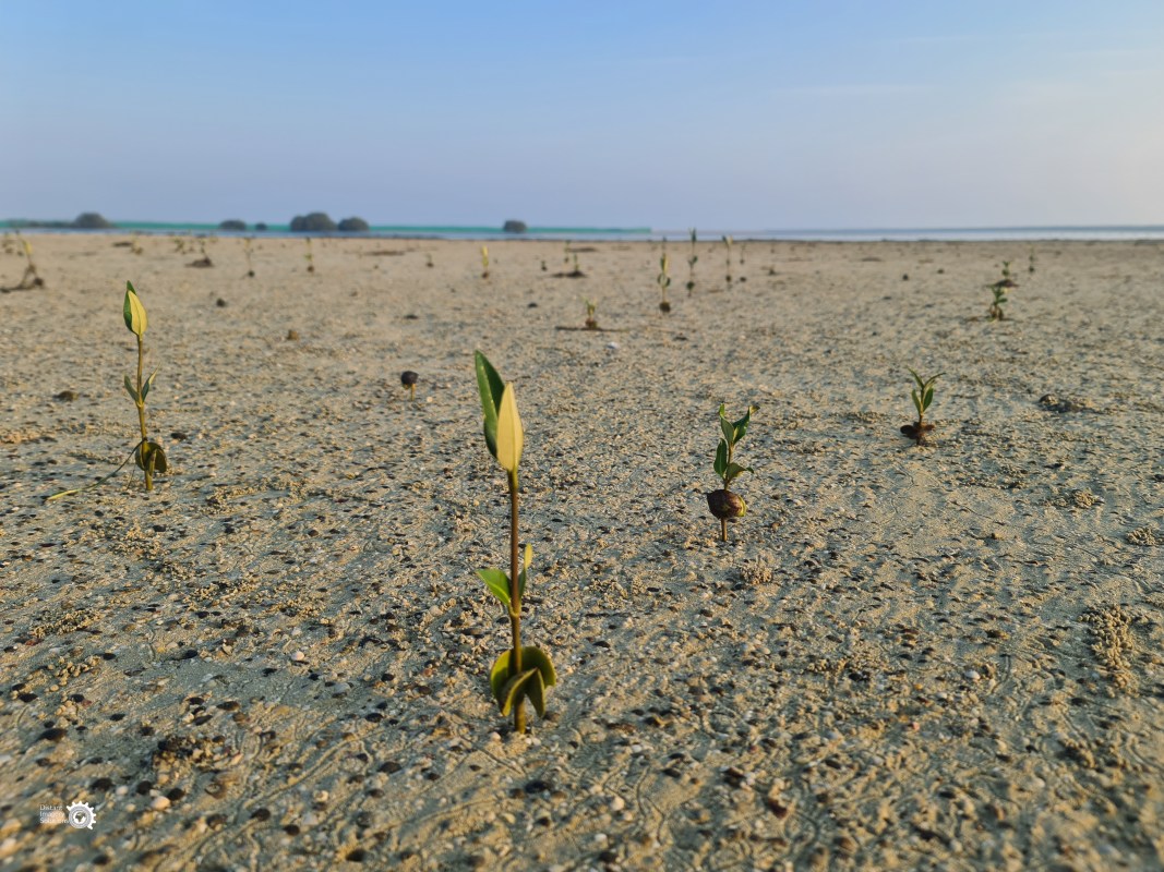 Engie DI Drone led restoration success year 1 copyroght Distant Imagery